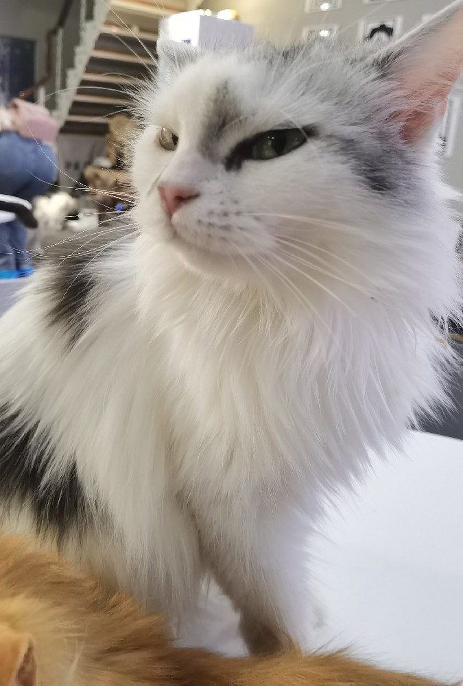 猫咖撸猫撸一身毛