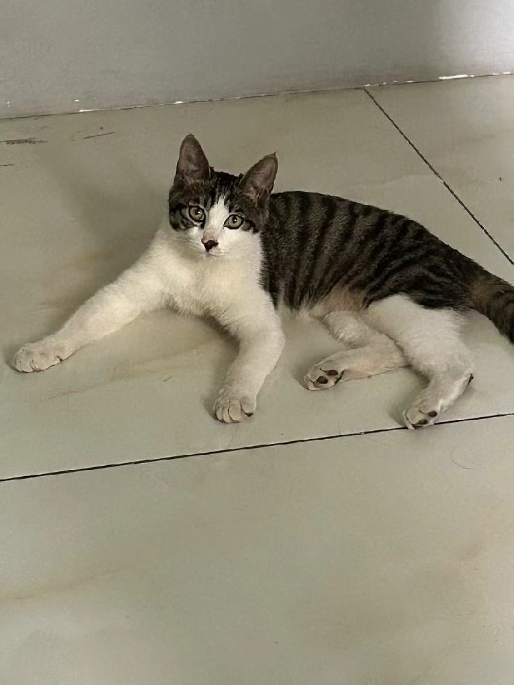 前天捡到的流浪猫