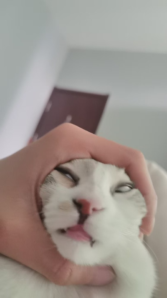 流浪猫有家的一天